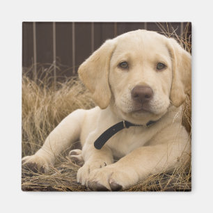 Imán cachorro de Labrador Retriever