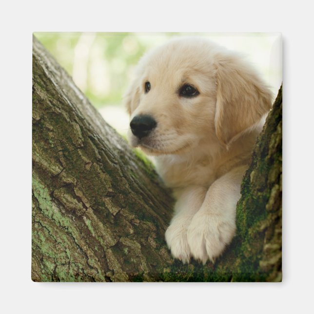 Imán Cachorro De Labrador Sentado En Un Entorno De Bosq (Frente)