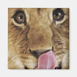 Imán Cachorro de león (Panthera leo) que lame la nariz