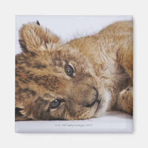 Imán Cachorro de león (Panthera leo) que miente en el