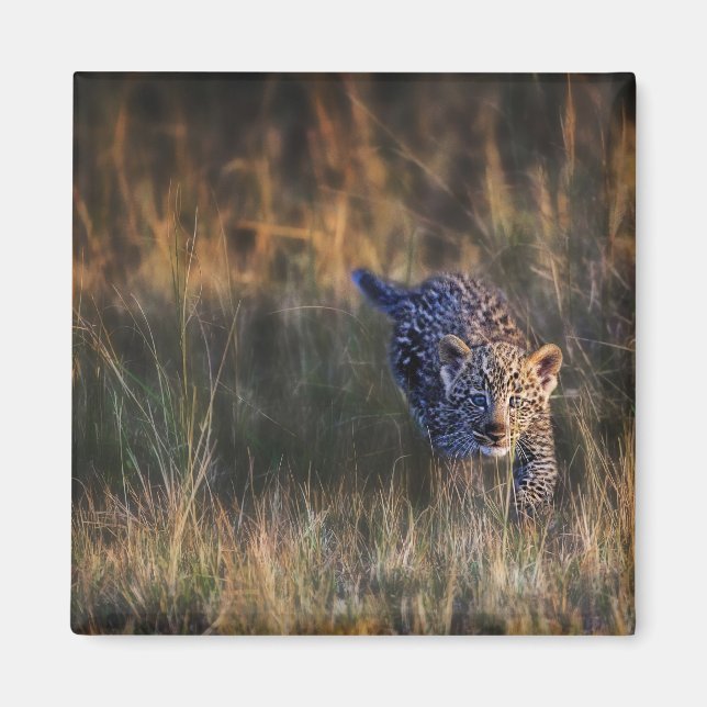 Imán Cachorro de leopardo Panthera Pardus (Frente)