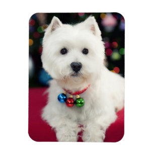 Imán Cachorro de Navidad con campana en el cuello