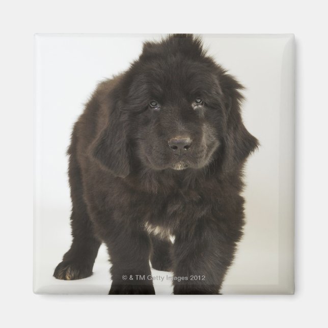 Imán Cachorro de Newfoundland, estudio shot (Frente)