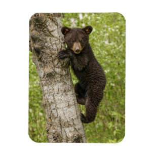 Imán Cachorro de oso negro en el árbol