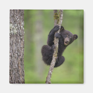 Imán Cachorro de oso negro jugando, Tennessee