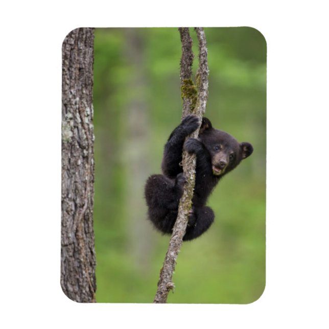 Imán Cachorro de oso negro jugando, Tennessee (Vertical)