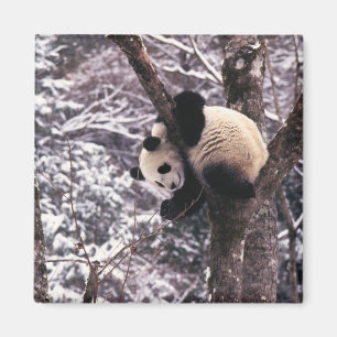 Imán Cachorro de panda jugando en un árbol cubierto de 