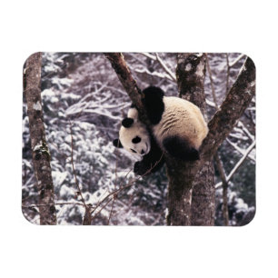 Imán Cachorro de panda jugando en un árbol cubierto de 