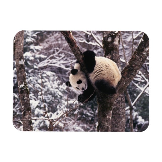 Imán Cachorro de panda jugando en un árbol cubierto de  (Horizontal)