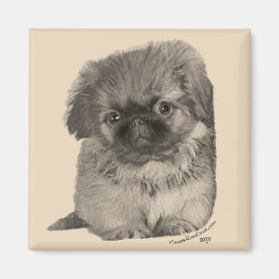 Imán Cachorro de Pekín