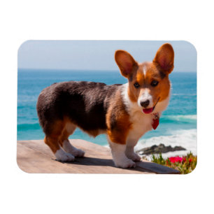 Imán cachorro de Pembroke Welsh Corgi de pie en la mesa