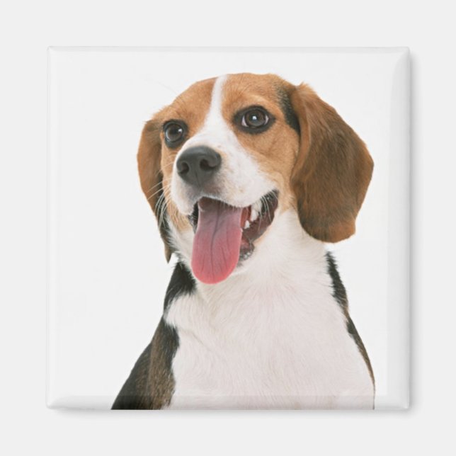 Imán Cachorro de Perro Beagle Amor (Frente)