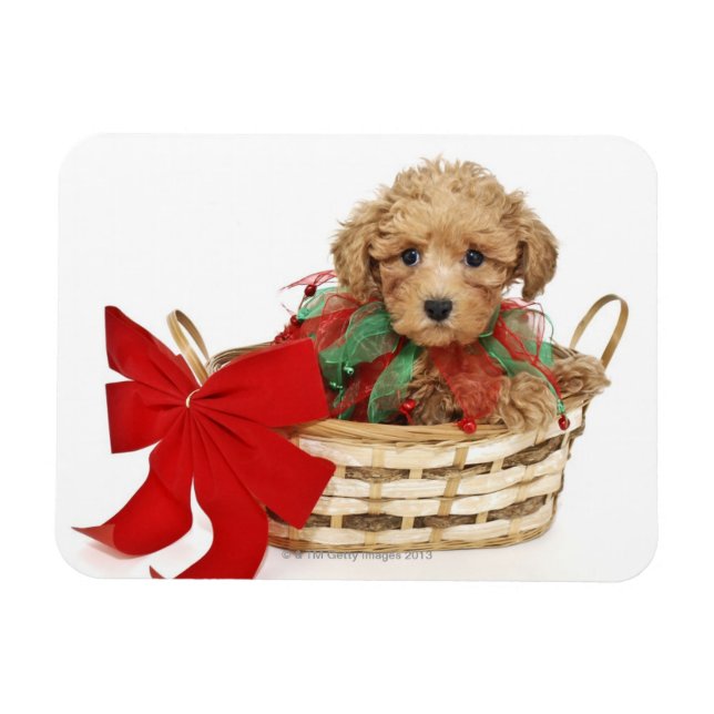 Imán cachorro de perro caniche sentado en la canasta de (Horizontal)