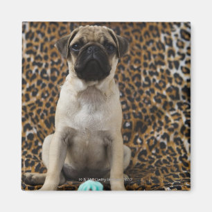 Imán cachorro de puerro sentado contra la huella animal