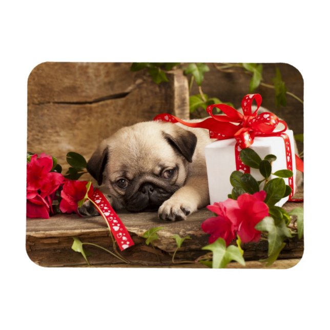 Imán Cachorro de pug y caja de regalo (Horizontal)