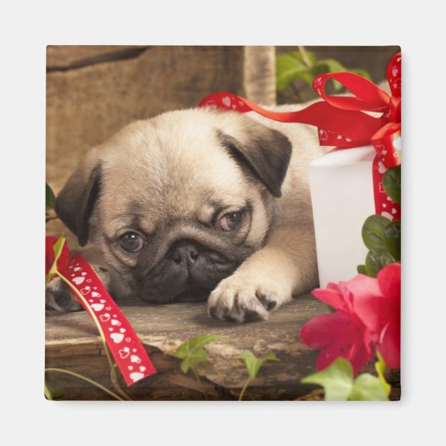 Imán Cachorro de pug y caja de regalo (Frente)