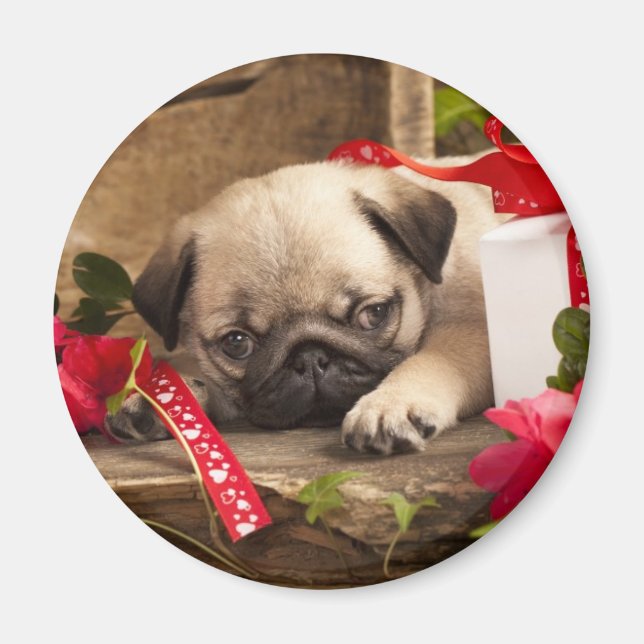 Imán Cachorro de pug y caja de regalo (Frente)