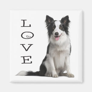 Imán Cachorro de raza Border Collie negro y blanco con