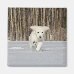 Imán Cachorro de Retriever Dorado Blanco en la Nieve