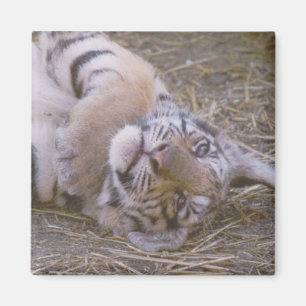 Imán Cachorro de tigre