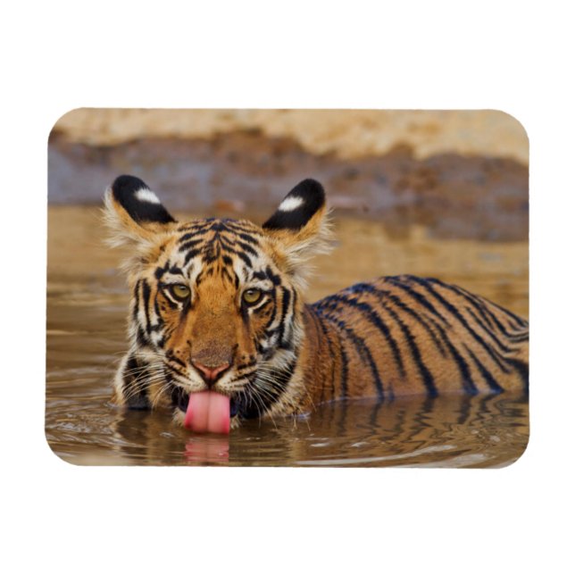 Imán Cachorro de Tigre de Bengala Real, bebiendo agua (Horizontal)