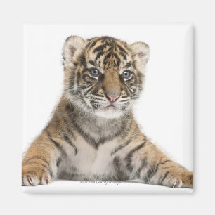 Imán Cachorro de tigre de Sumatran