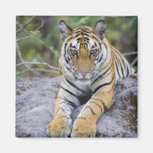 Imán Cachorro de tigre, parque nacional de Bandhavgarh,