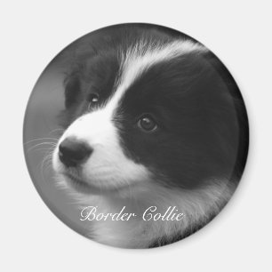 Imán Cachorro dulce de Border Collie
