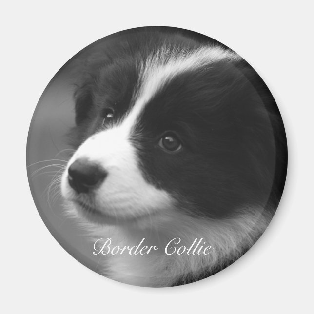 Imán Cachorro dulce de Border Collie (Frente)