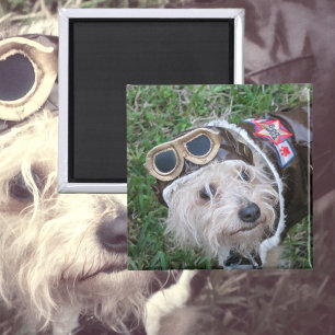 Imán Cachorro en el Aviador Uniforme Fotográfico