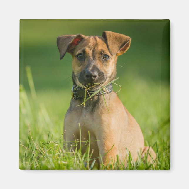 Imán Cachorro en la hierba (Frente)