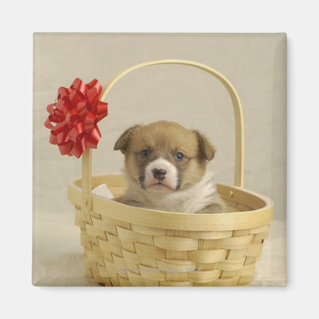 Imán Cachorro en una canasta (Frente)