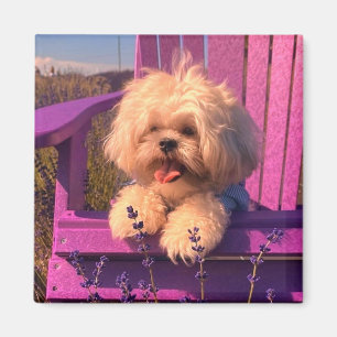 Imán Cachorro Feliz de Shih Tzu Relajándose (Días de Pe