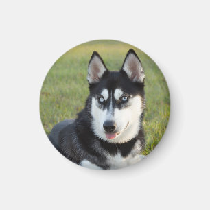 Imán Cachorro feliz y juguetón de Husky Siberiano