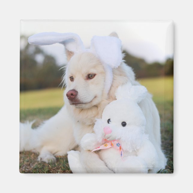 Imán Cachorro finlandés blanco (Frente)