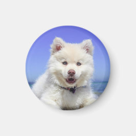 Imán Cachorro finlandés blanco