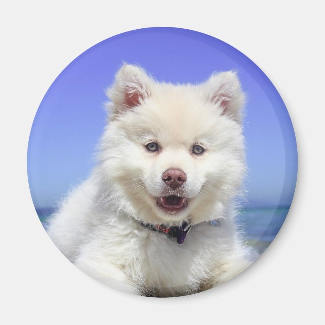 Imán Cachorro finlandés blanco (Frente)