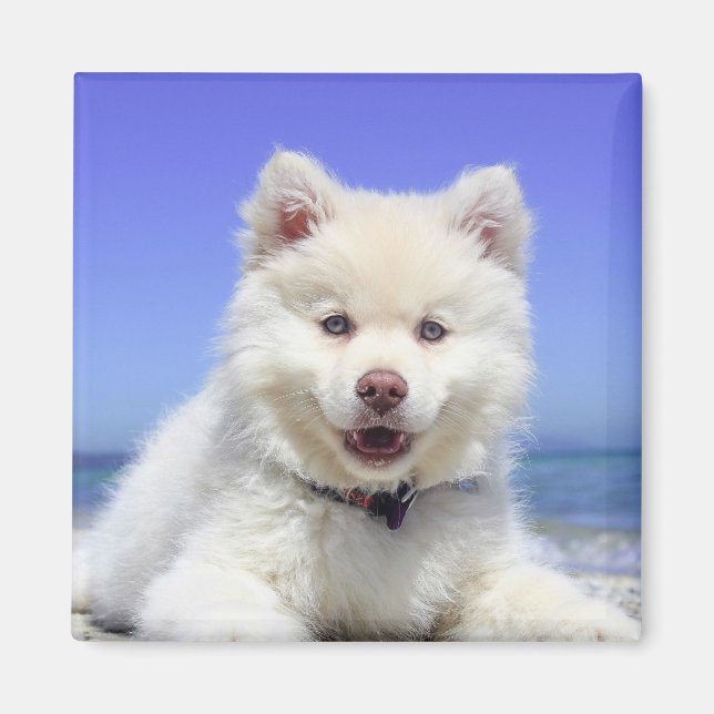 Imán Cachorro finlandés blanco (Frente)