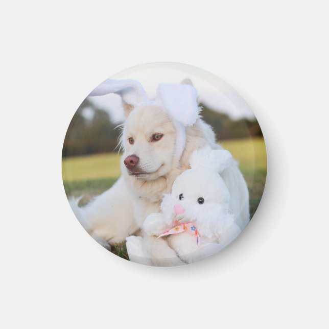Imán Cachorro finlandés blanco (Frente)