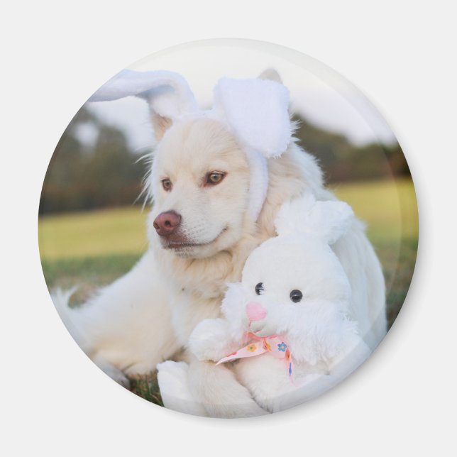 Imán Cachorro finlandés blanco (Frente)