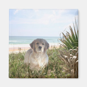 Imán Cachorro Golden Retriever Magnet Purfect