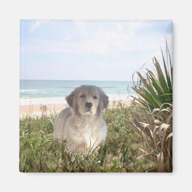 Imán Cachorro Golden Retriever Magnet Purfect (Frente)