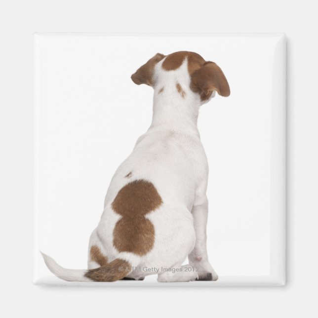 Imán cachorro Jack Russell Terrier (3 meses de edad) (Frente)