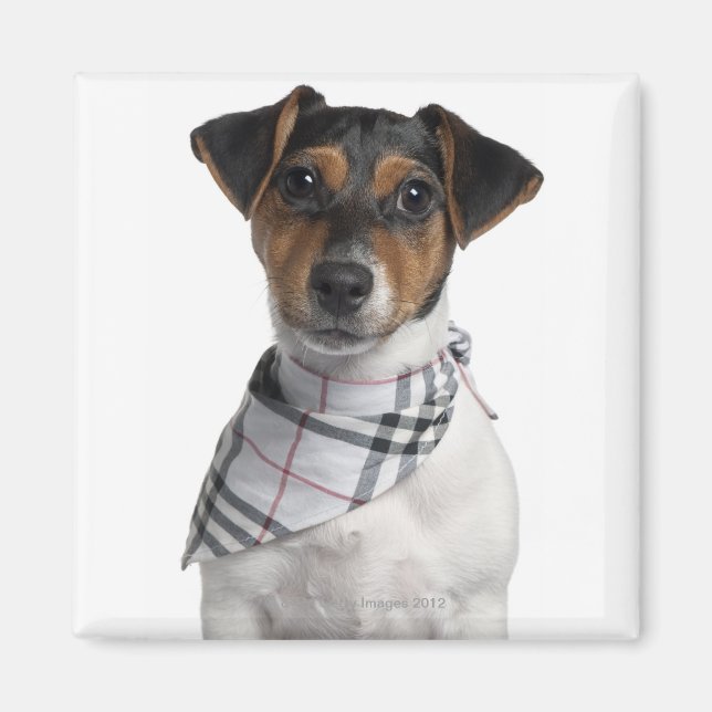 Imán cachorro Jack Russell Terrier (4 meses de edad) (Frente)