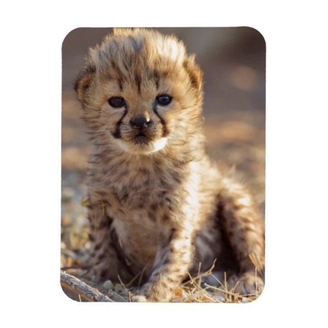 Imán Cachorro macho de guepardo de 19 días de edad (Vertical)