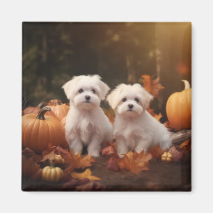 Imán Cachorro Maltés Delicia de Otoño Calabaza
