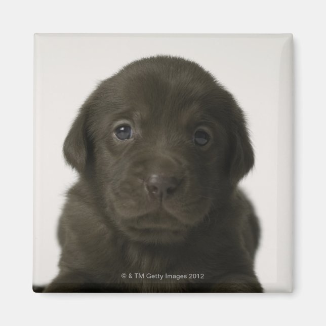 Imán Cachorro marrón, retrato, cierre (Frente)