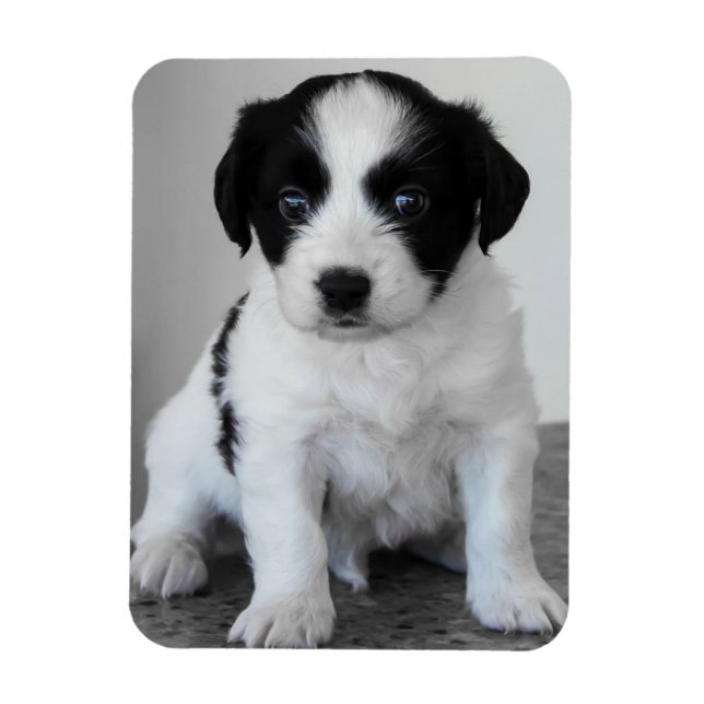 Imán Cachorro negro y blanco adorable (Vertical)