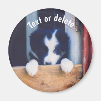 Imán Cachorro Perro Border Collie Personalizado