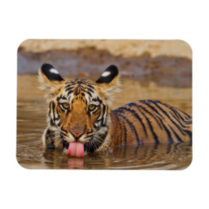 Imán Cachorro real del tigre de Bengala, agua potable